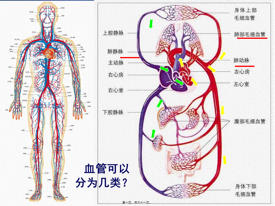 北师大版-血液循环.pptx_第1页