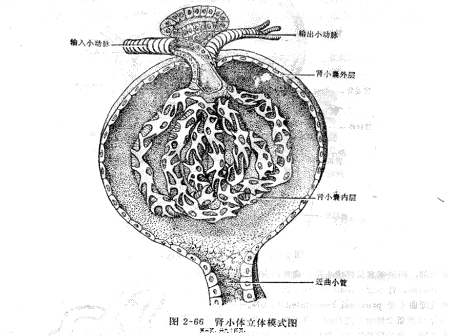 2022年医学专题—第16章-利尿药与脱水药.ppt_第3页