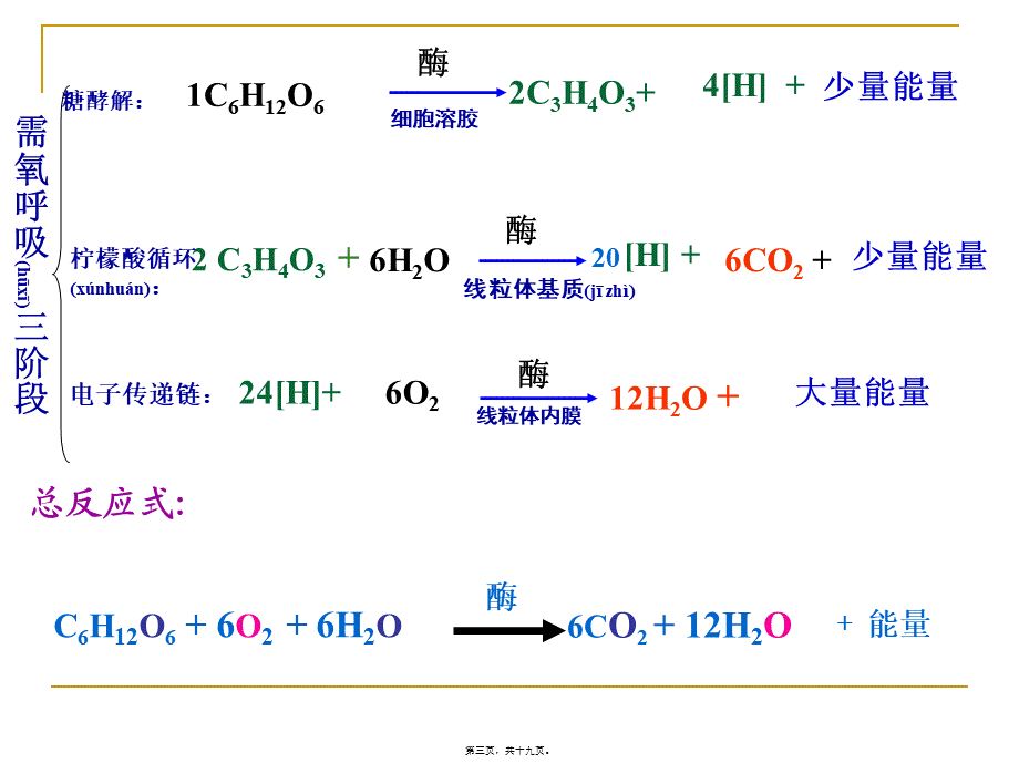 2022年医学专题—细胞呼吸一轮复习.ppt_第3页