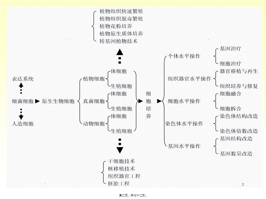 2022年医学专题—xb四、植物组织与细胞培养.ppt_第2页