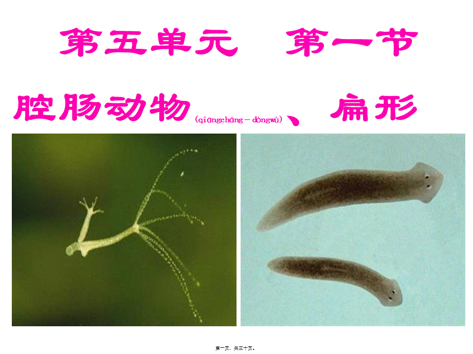 2022年医学专题—八年级腔肠动物和扁形动物ppt.ppt_第1页