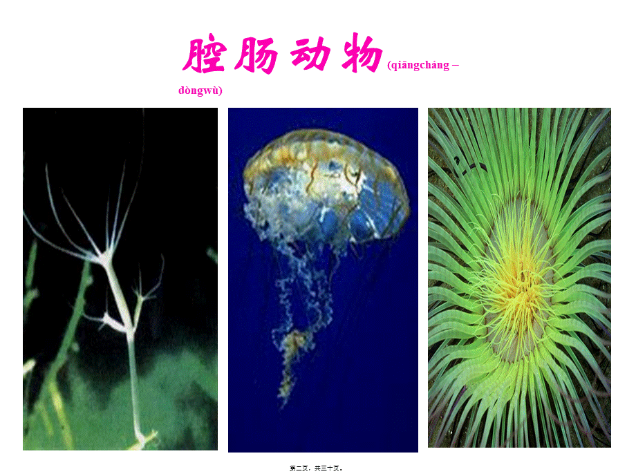 2022年医学专题—八年级腔肠动物和扁形动物ppt.ppt_第2页