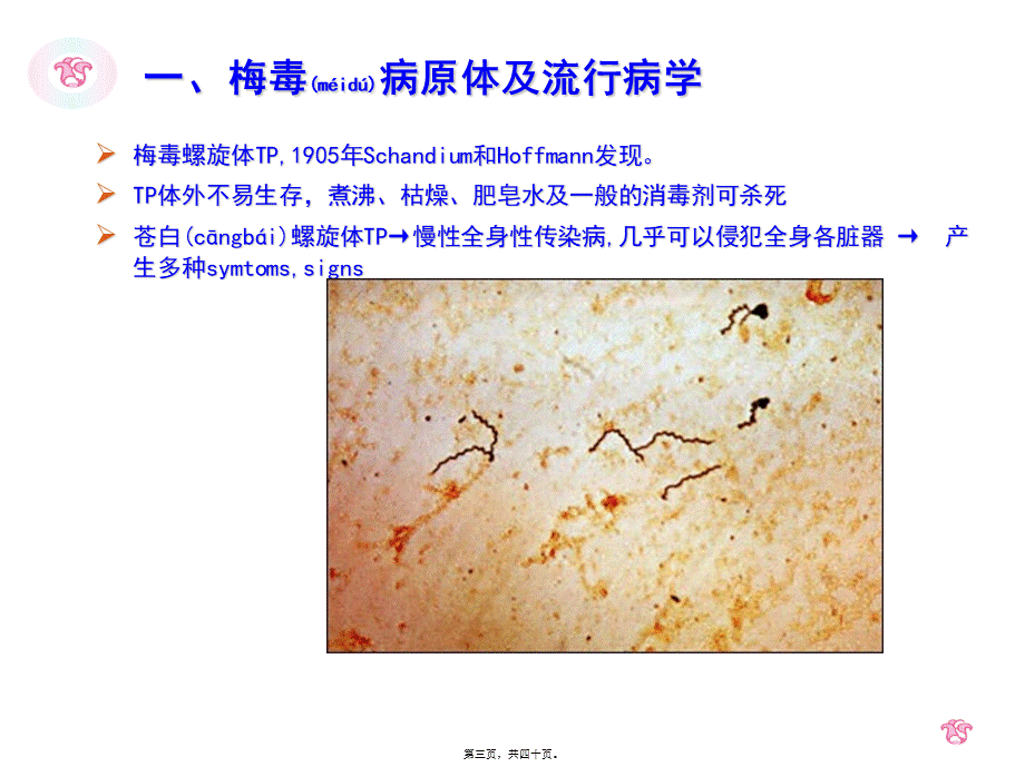 2022年医学专题—a-妊娠合并梅毒.ppt_第3页