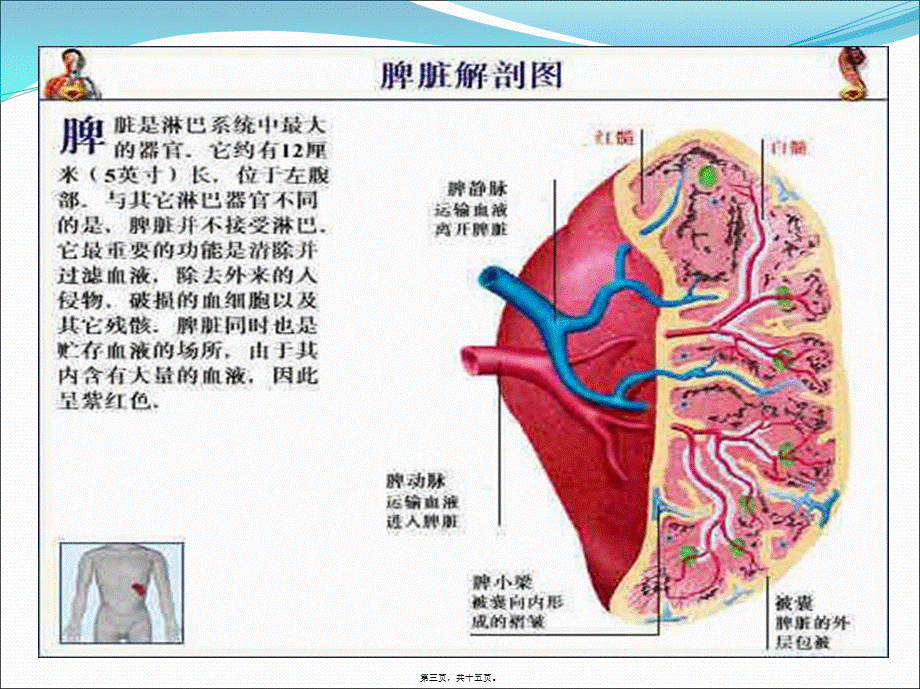 2022年医学专题—脾破裂的术前术后指导.ppt_第3页