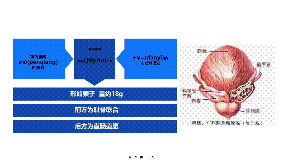 2022年医学专题—腹腔镜下前列腺癌.ppt_第3页