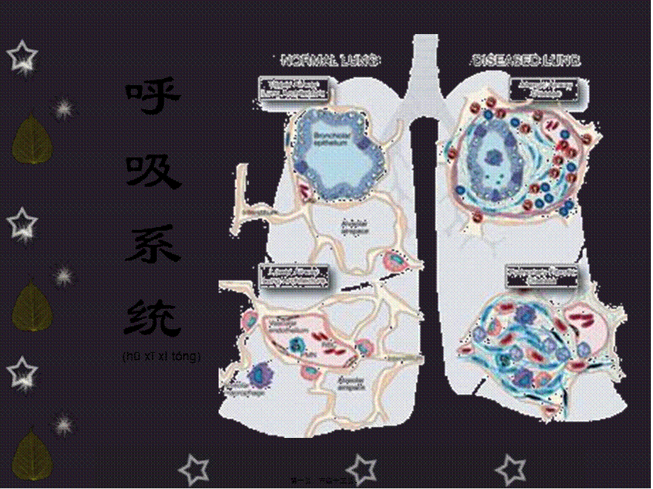 2022年医学专题—呼吸系统概述与症状.ppt_第1页