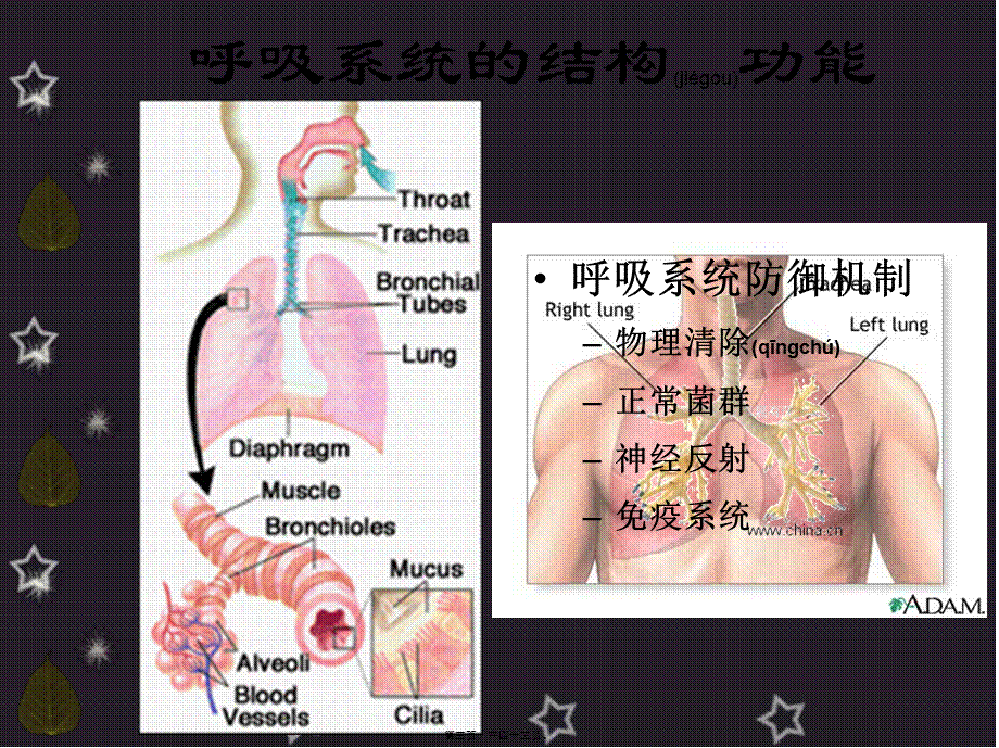 2022年医学专题—呼吸系统概述与症状.ppt_第3页