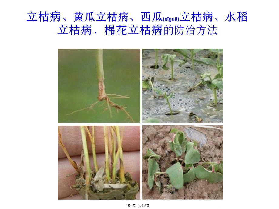 2022年医学专题—立枯病、黄瓜立枯病、棉花立枯病、水稻立枯病、西瓜立枯病的防治方法.ppt_第1页
