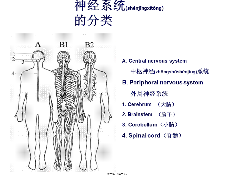 2022年医学专题—第5章传出神经系统药理概论.ppt_第1页