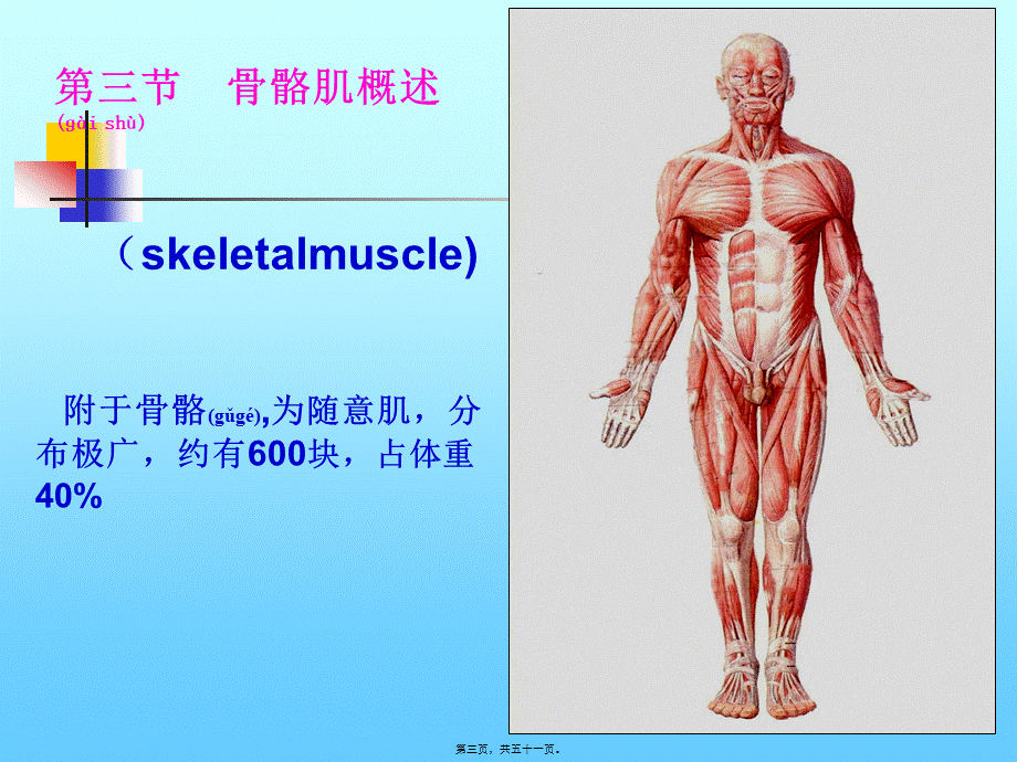 2022年医学专题—CH3-运动系统4-骨骼肌的概述.ppt_第3页