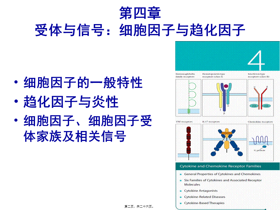 免疫学-第4章-受体与信号：细胞因子与趋化因子.pptx_第2页