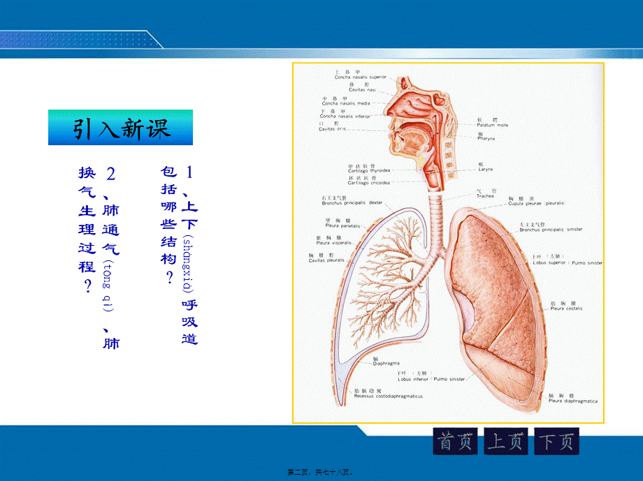 2022年医学专题—第二次课--咳嗽咳痰、咯血、发绀、呼吸困难评估.ppt_第2页