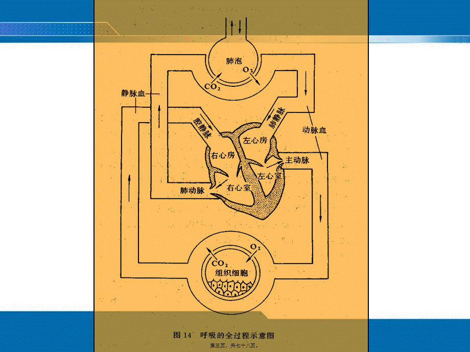 2022年医学专题—第二次课--咳嗽咳痰、咯血、发绀、呼吸困难评估.ppt_第3页