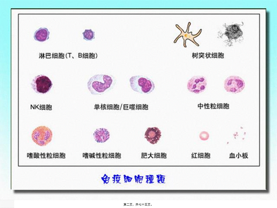 2022年医学专题—免疫细胞的分离与检测.ppt_第2页