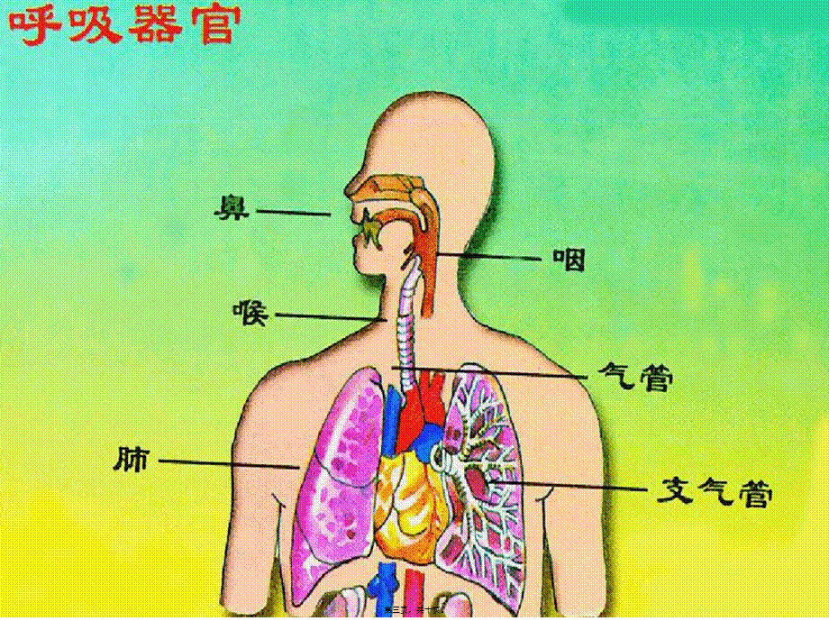 2022年医学专题—肺与呼吸.pptx_第3页