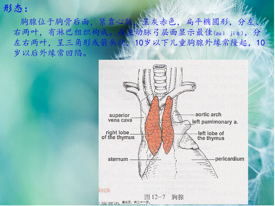 2022年医学专题—胸腺瘤ppt.ppt_第3页