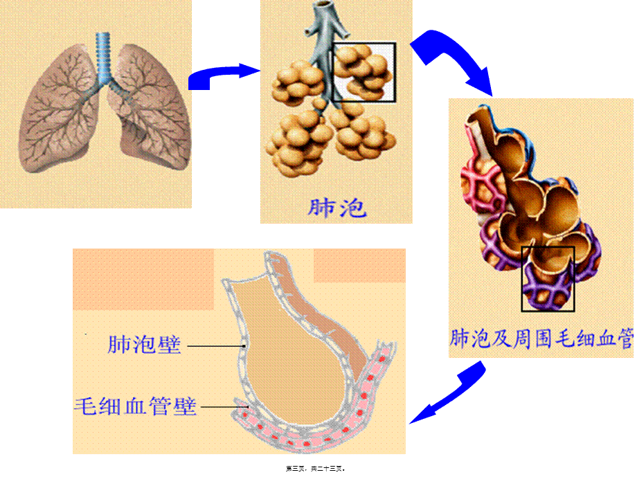 2022年医学专题—-3-2-发生在肺内的气体交换.ppt_第3页