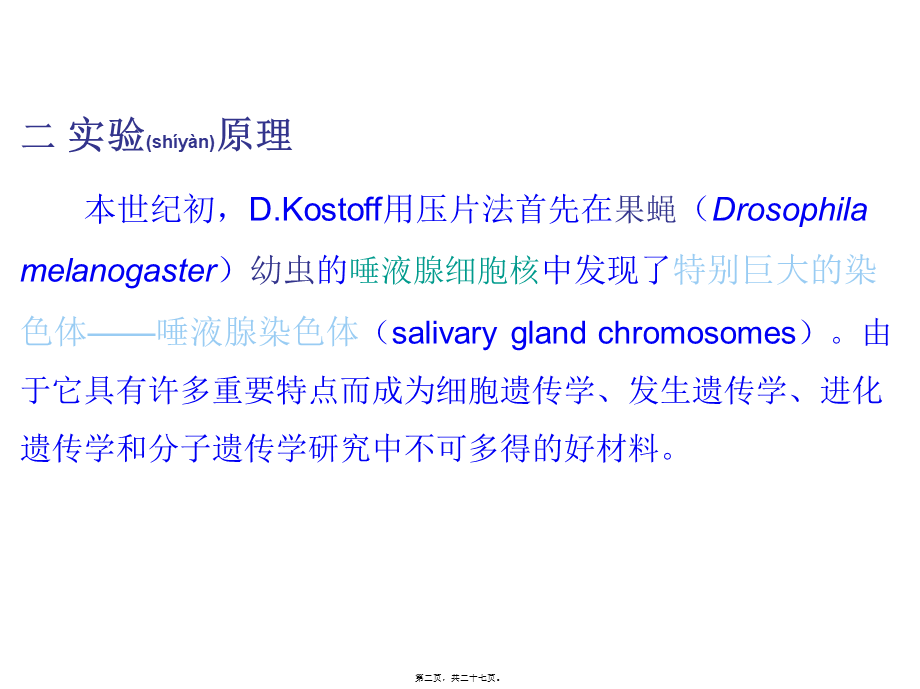 2022年医学专题—果蝇唾液腺染色体观察.ppt_第2页