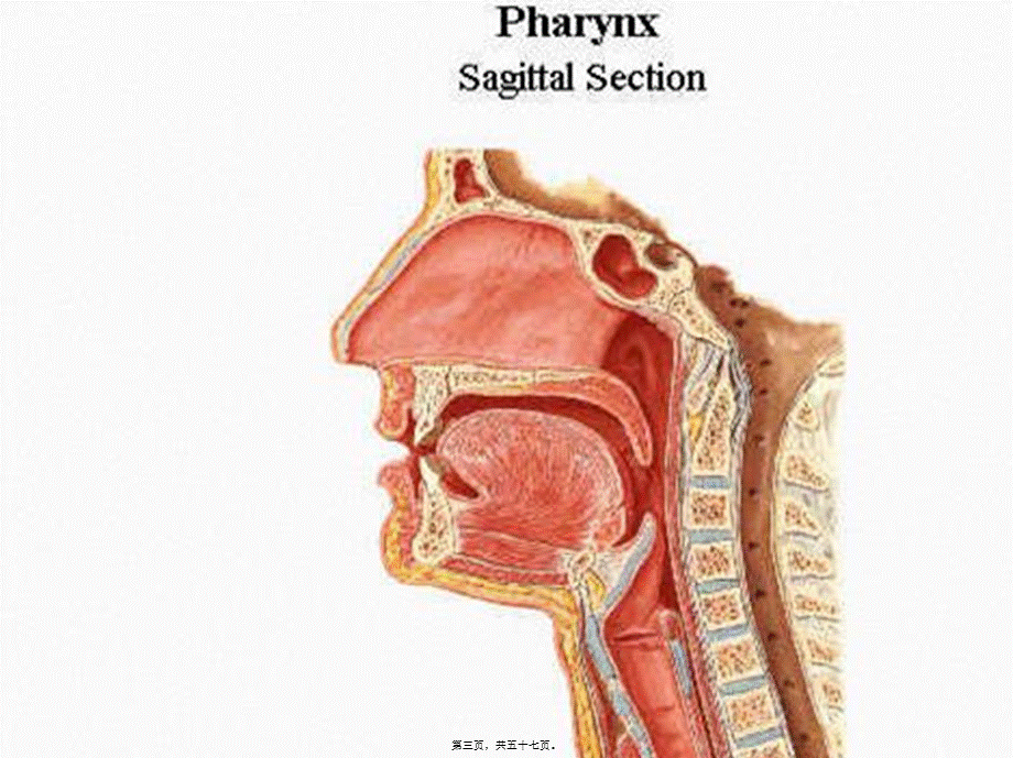 实用气管插管术.pptx_第3页