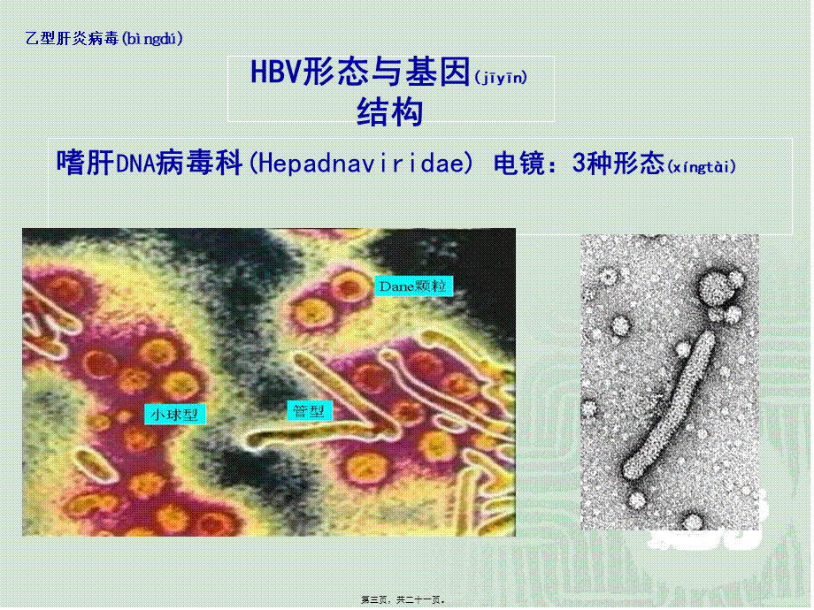 2022年医学专题—乙肝标志物检测.ppt_第3页