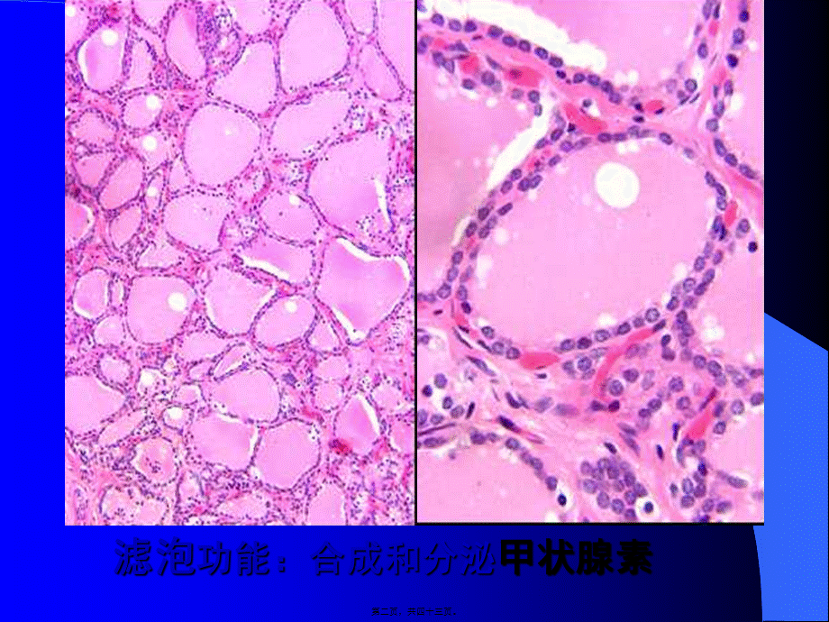 六-内分泌系统切片.pptx_第2页