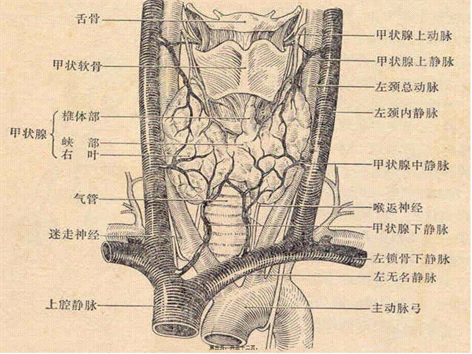 2022年医学专题—甲状腺基础-苏青02.pptx_第3页