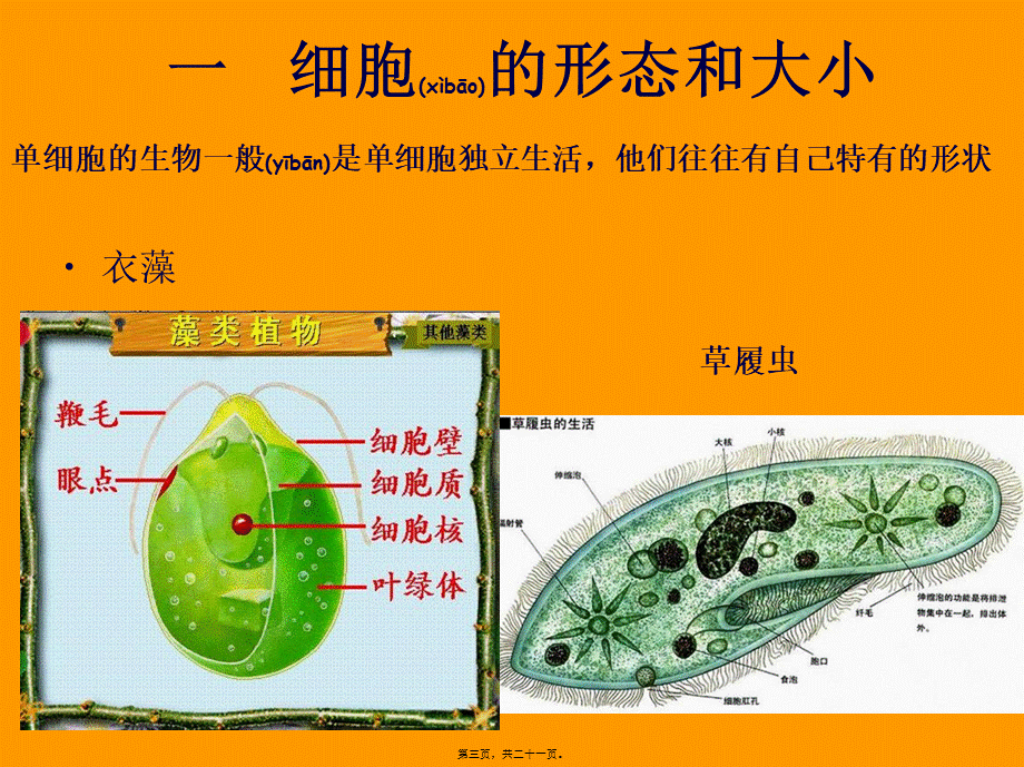 2022年医学专题—细胞的形态结构功能..ppt_第3页