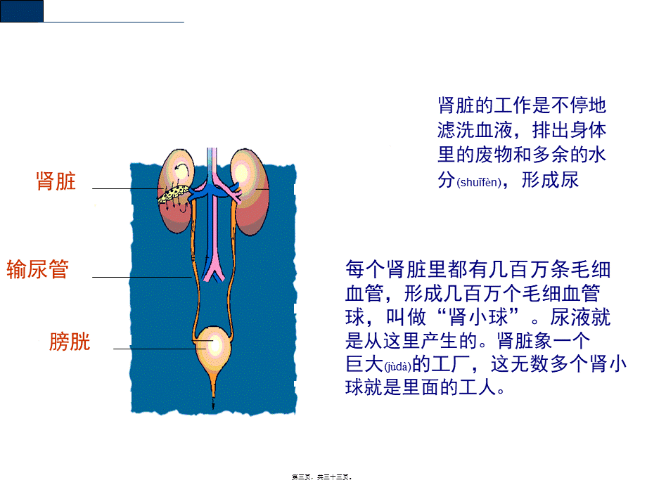 2022年医学专题—腹膜透析血液透析.ppt_第3页