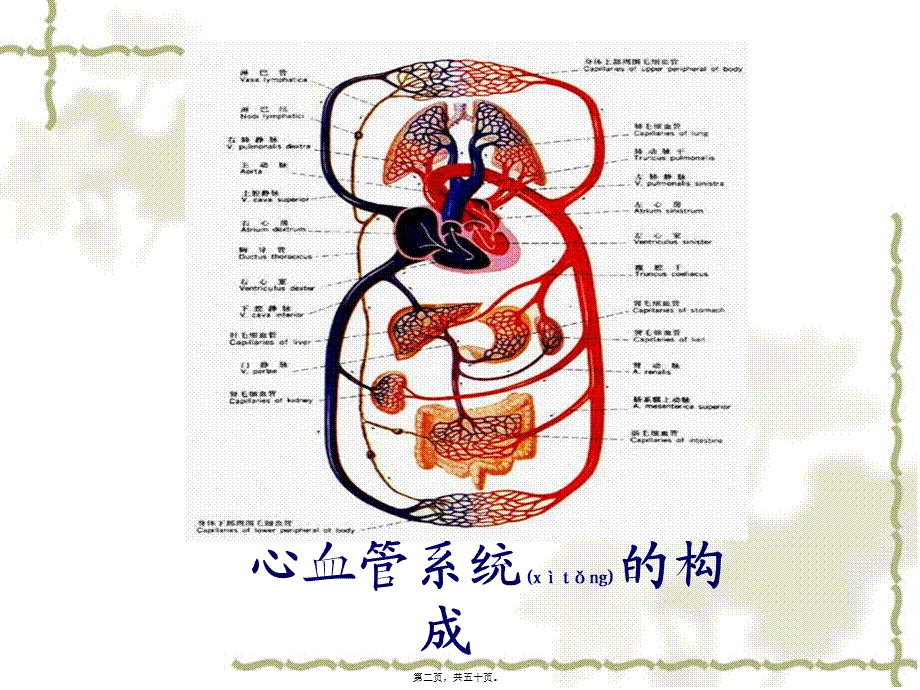 2022年医学专题—生理PPT血液循环872h.ppt_第2页