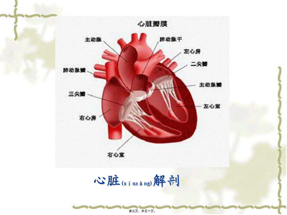 2022年医学专题—生理PPT血液循环872h.ppt_第3页