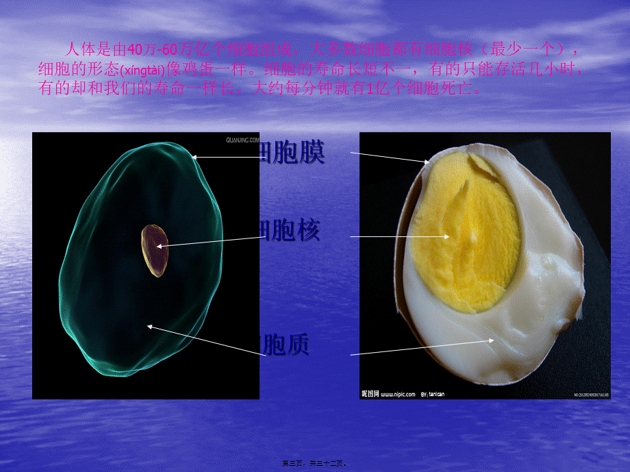2022年医学专题—奇妙的人体资料.ppt_第3页