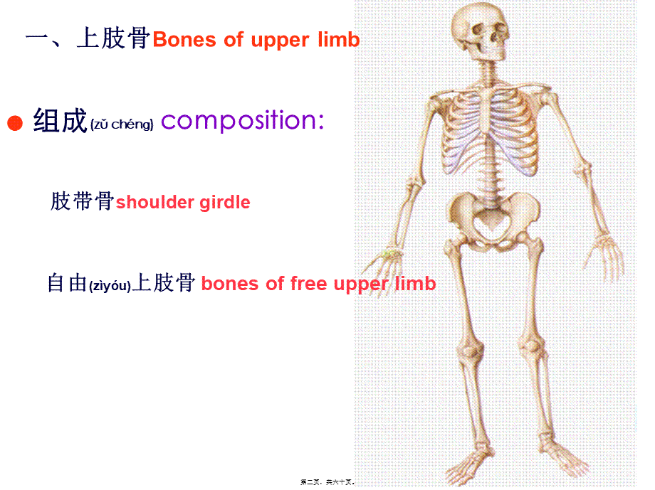 2022年医学专题—上肢骨及其连结、下肢骨及其连结.ppt_第2页