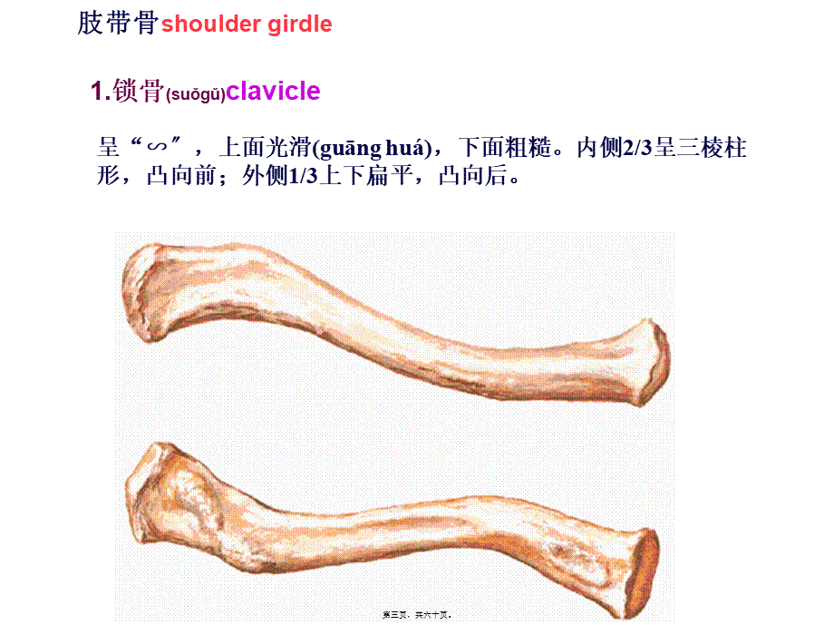 2022年医学专题—上肢骨及其连结、下肢骨及其连结.ppt_第3页