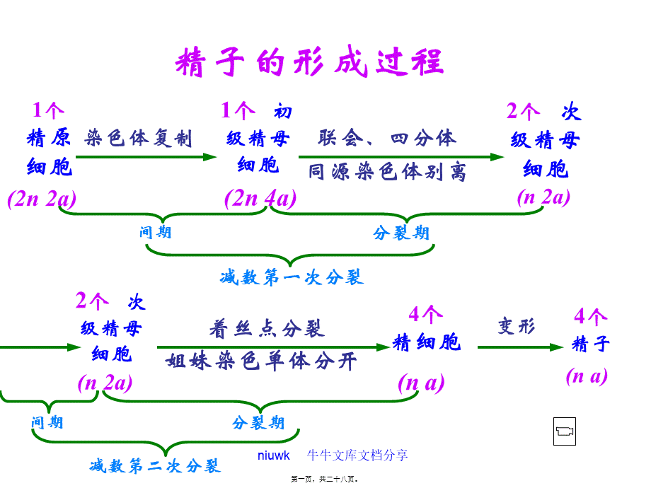 减数分裂和生殖细胞的形成.ppt_第1页