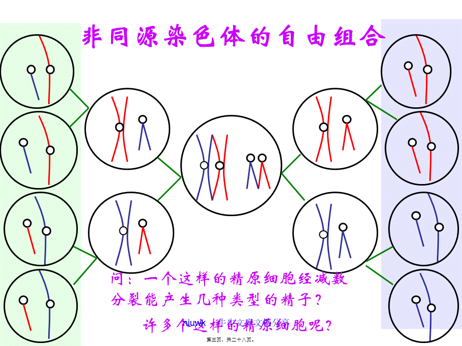 减数分裂和生殖细胞的形成.ppt_第3页