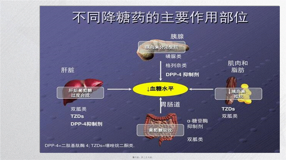 2022年医学专题—糖尿病口服降糖药PPT.ppt_第3页