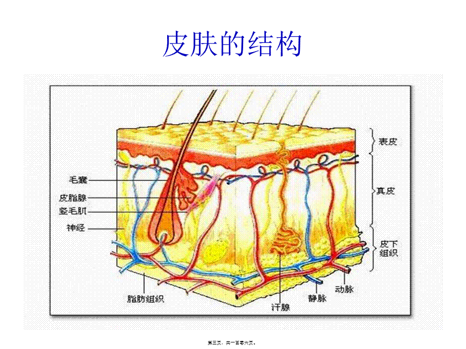 危重病人的皮肤病简介wyg.pptx_第3页