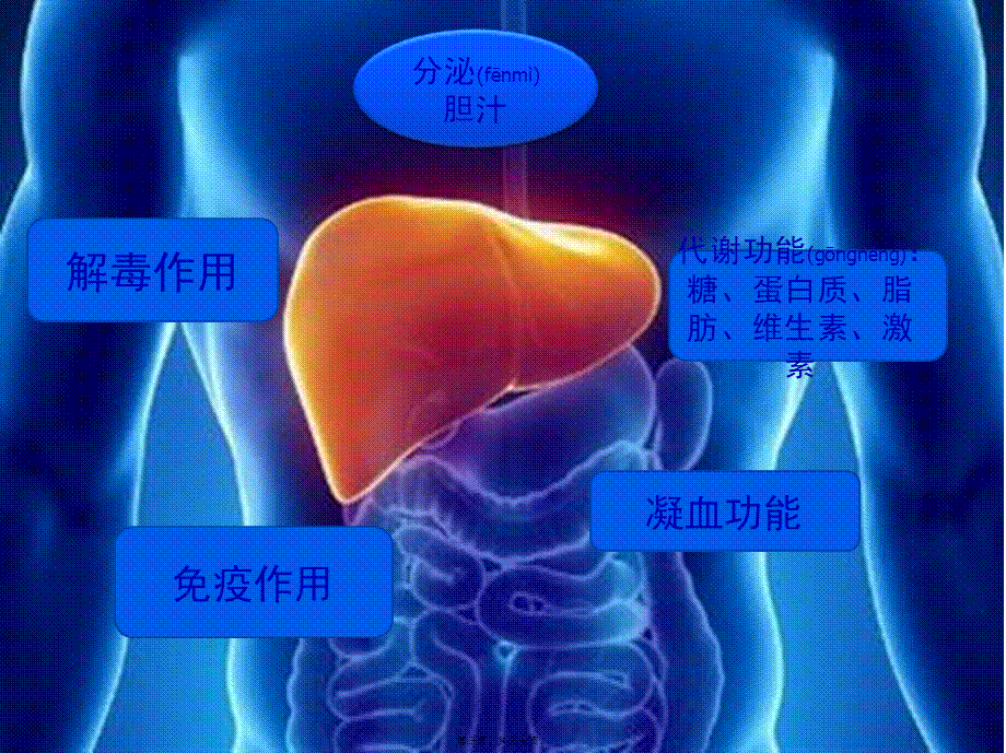 2022年医学专题—肝功能检查与评估.pptx_第3页