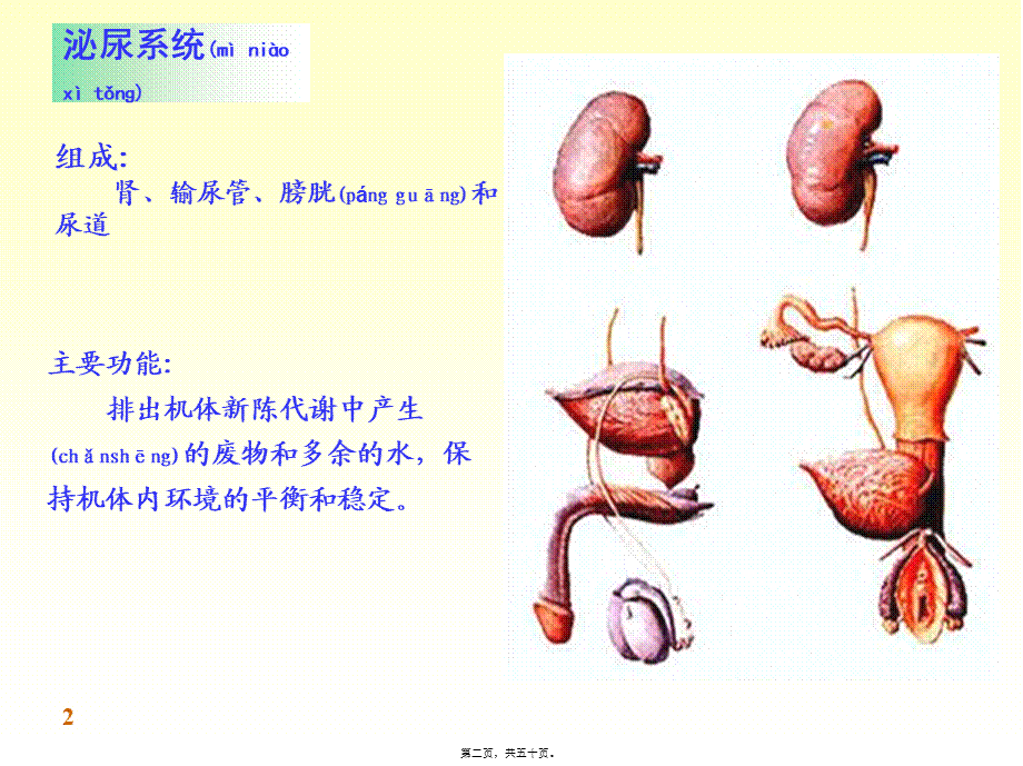 2022年医学专题—-泌尿系统.ppt_第2页