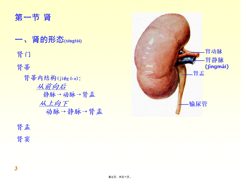 2022年医学专题—-泌尿系统.ppt_第3页