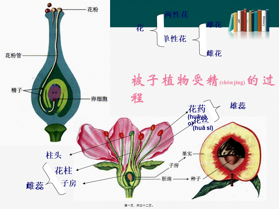 2022年医学专题—精子与卵细胞结合形成受精卵.ppt_第1页