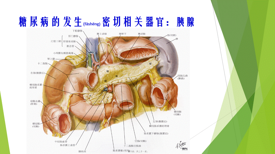 2022年医学专题—糖尿病及其与高血压关系.ppt_第3页