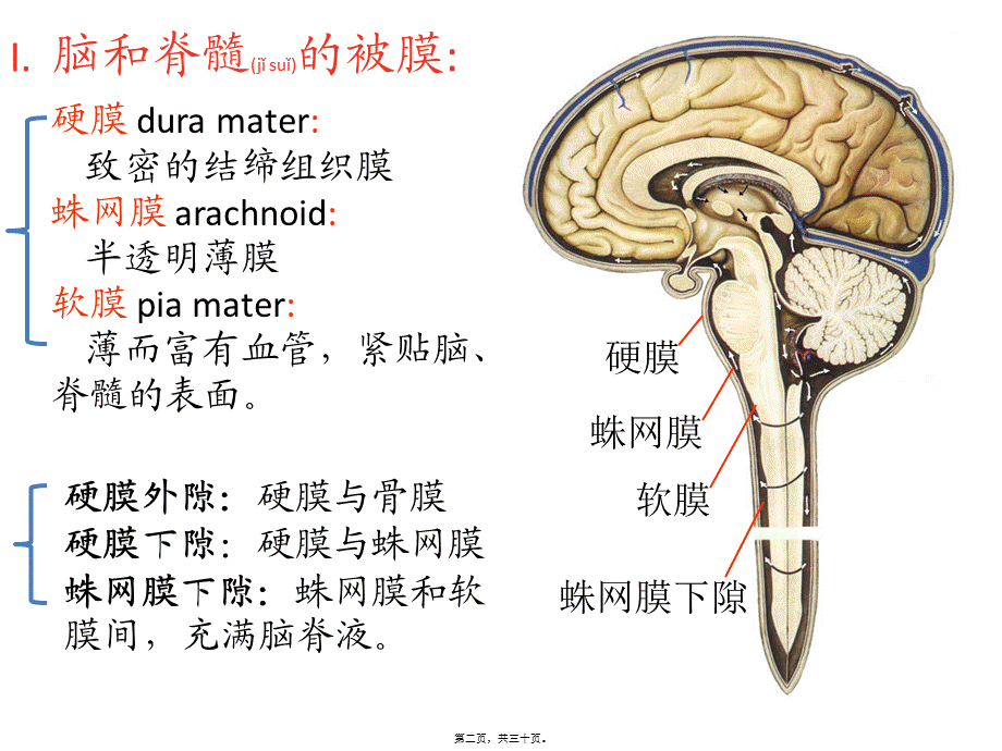 2022年医学专题—脑与脊髓的被膜、血管-以及脑脊液循环.ppt_第2页