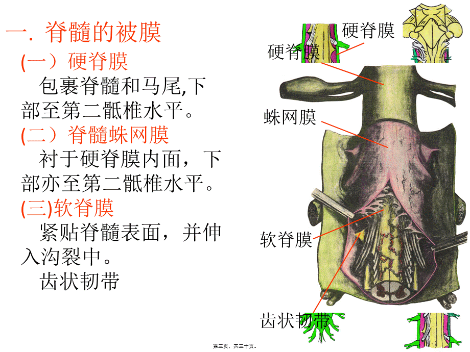 2022年医学专题—脑与脊髓的被膜、血管-以及脑脊液循环.ppt_第3页