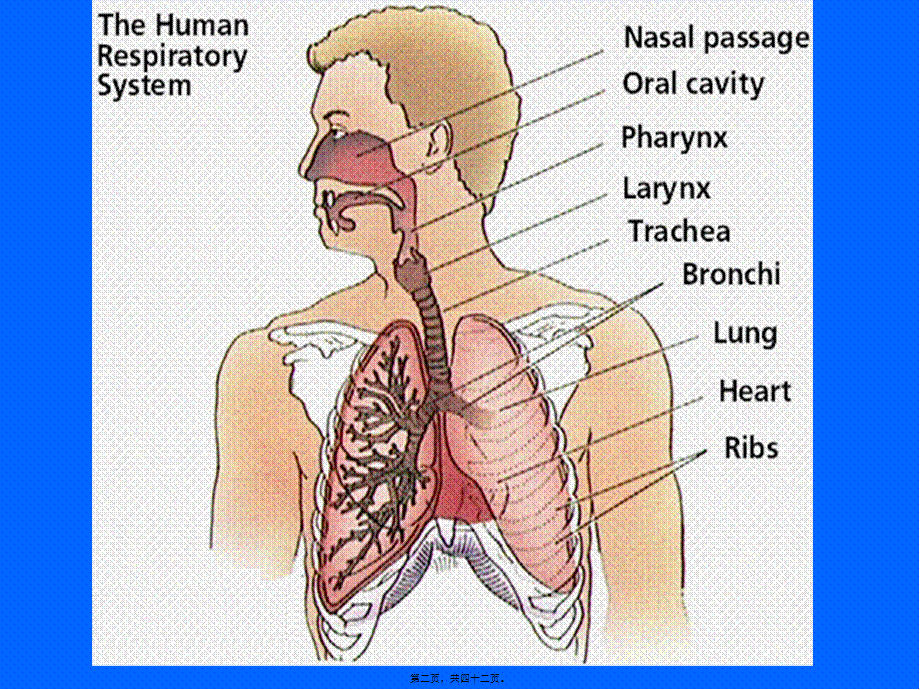呼吸系统--祖胚-2.pptx_第2页