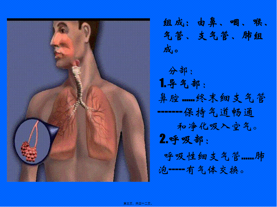 呼吸系统--祖胚-2.pptx_第3页