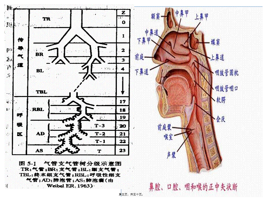 呼吸机基础知识笔记.ppt_第3页