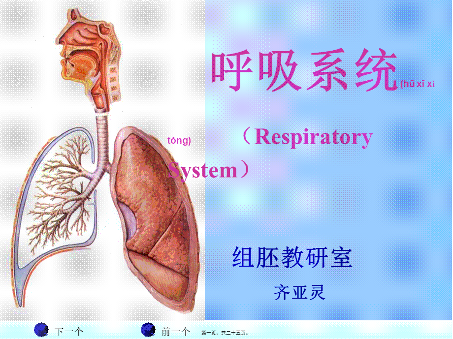 2022年医学专题—组织学与胚胎学-呼吸系统.ppt_第1页