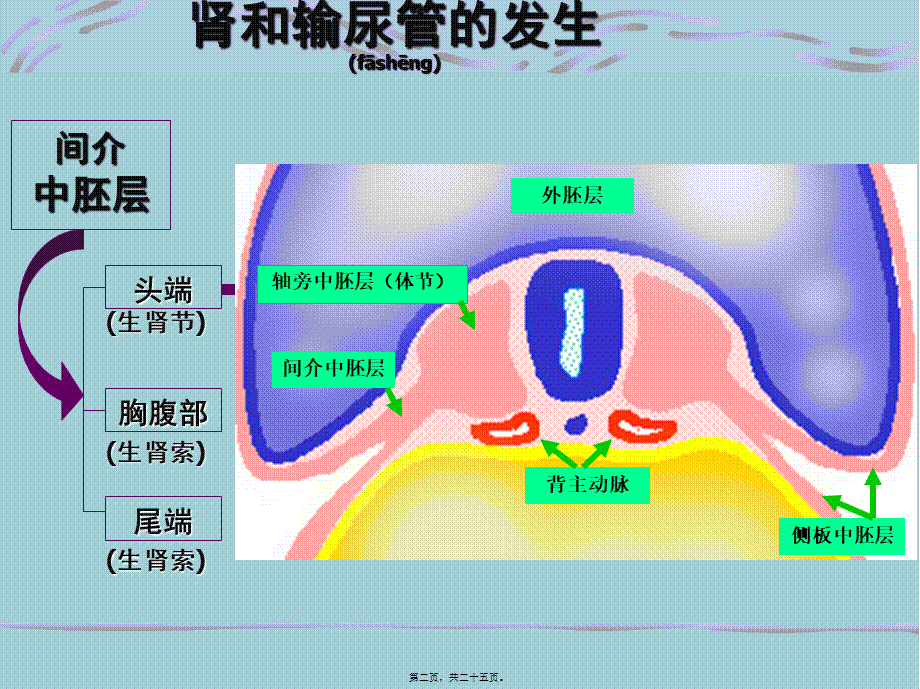 2022年医学专题—组织胚胎学-泌尿生殖系统的发育.ppt_第2页