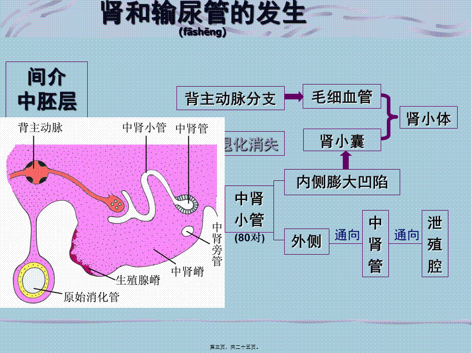 2022年医学专题—组织胚胎学-泌尿生殖系统的发育.ppt_第3页